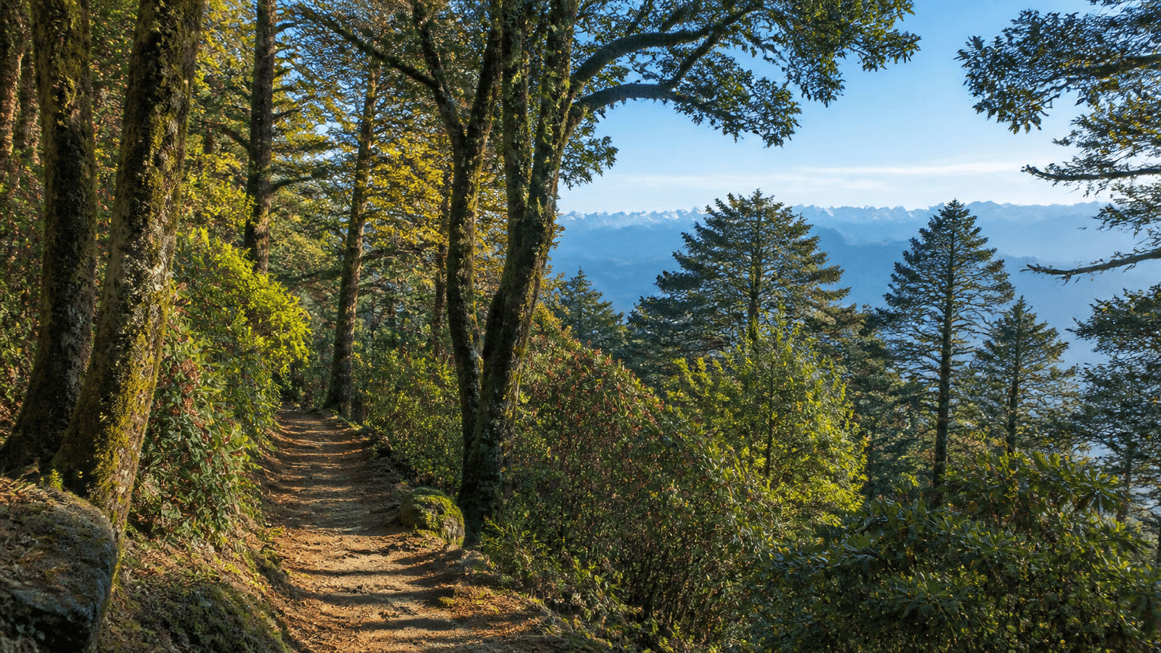 Forest trail through Binsar sanctuary with oak, pine, and mountain light